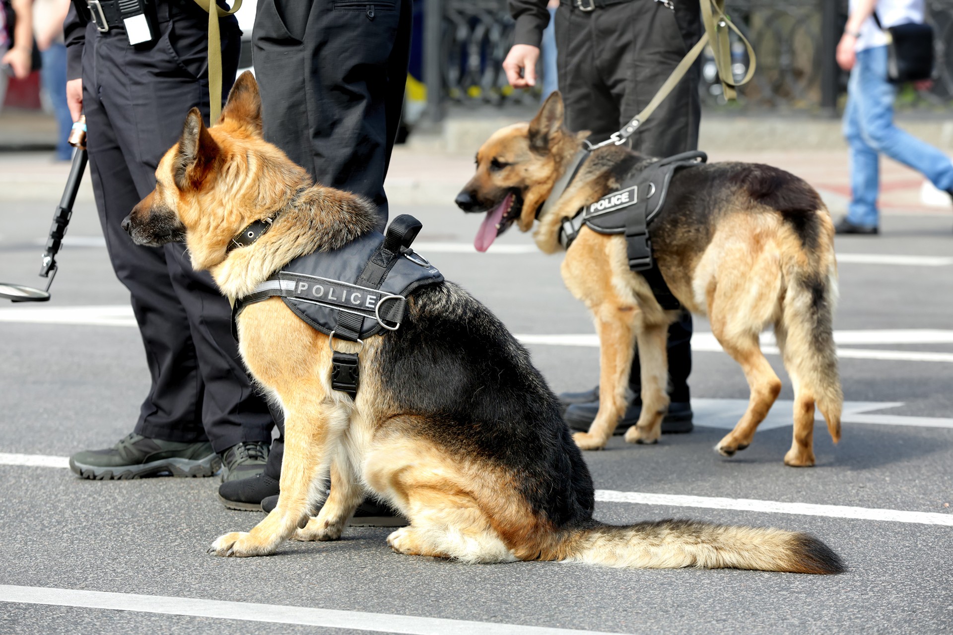 FPHE0027-canine2